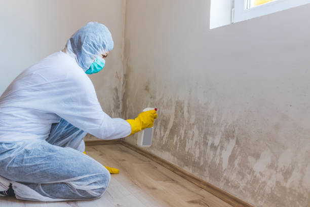 Licensed Mold Testing service in Mead, CO - WQB Mold Removal